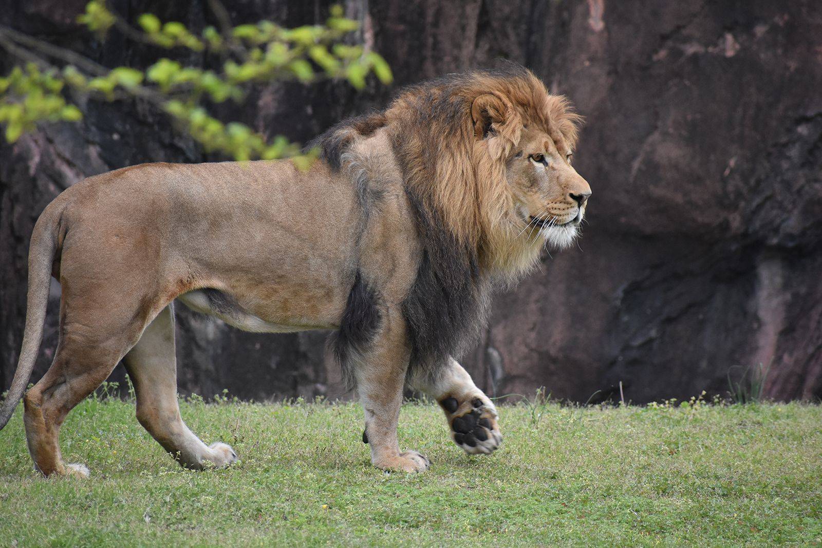 华北豹和雪豹 华北豹和雪豹